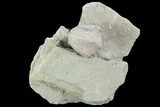 Blastoid (Pentremites) Fossil - Illinois #92217-1